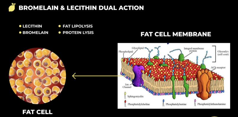 lemon bottle fat dissolving,lemon bottle fat dissolving near me,lemon bottle fat dissolver results,buy lemon bottle fat dissolving,lemon bottle fat dissolving usa,lemon bottle fat dissolving usa where to buy,Lemon Bottle Fat Dissolver